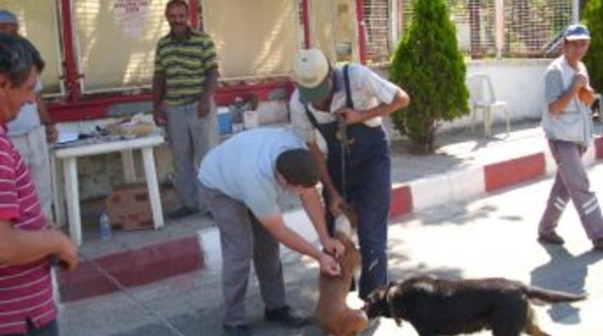 Kuduz Aşılaması, Temmuz Ayı Sonuna Kadar Uzatıldı