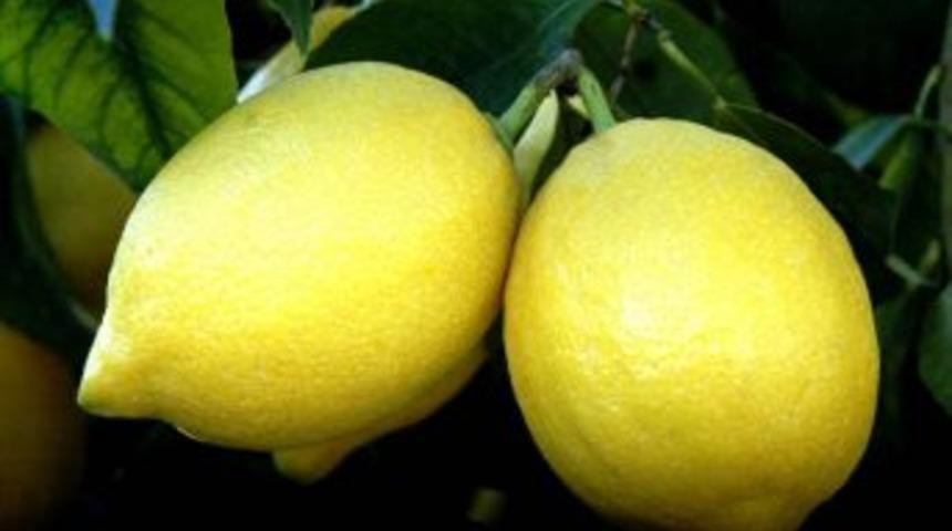 &Ccedil;ukurova&rsquo;da &lsquo;zam Şampiyonu&rsquo; Limon Oldu