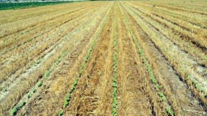 Aydın Sırta Buğday Ekiminde Başarılı Sonu&ccedil;lar Elde Etti