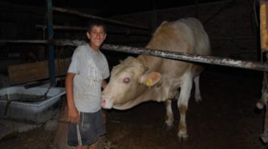 Aydın&rsquo;da Hayvanlar Altın Yumurtlayacak