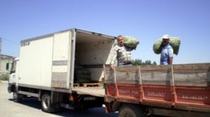 Boz&uuml;y&uuml;k&rsquo;te Sezonun İlk Araka Hasadı Yapıldı