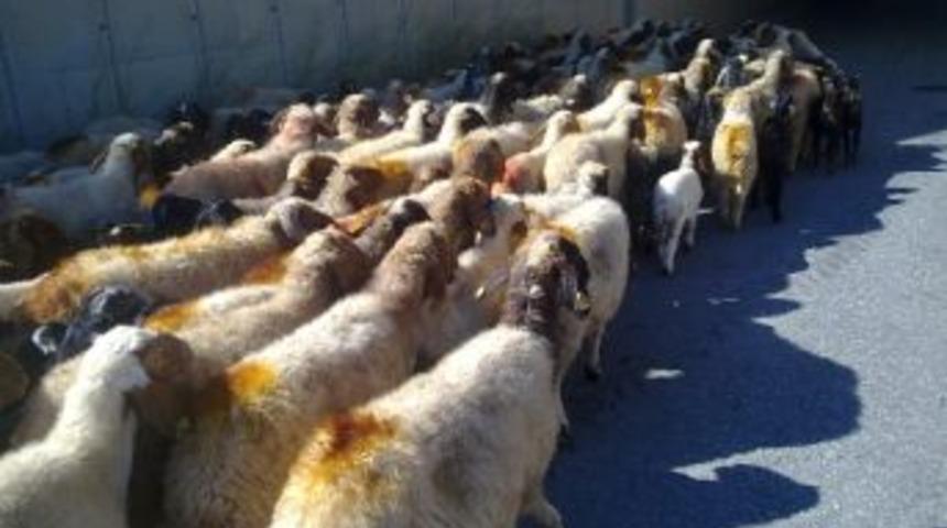 Sivas'ta &Ccedil;alınan Koyunlar Adana&rsquo;da Bulundu