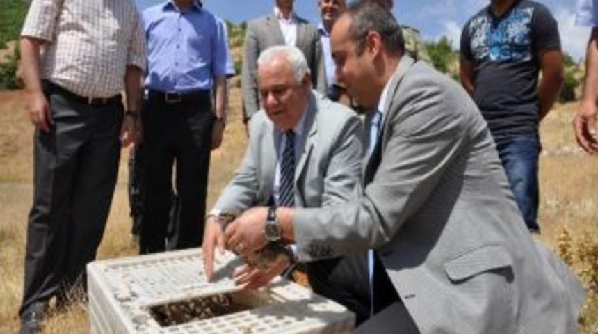 Siirt&rsquo;te Bin Adet Kınalı Keklik Doğaya Bırakıldı