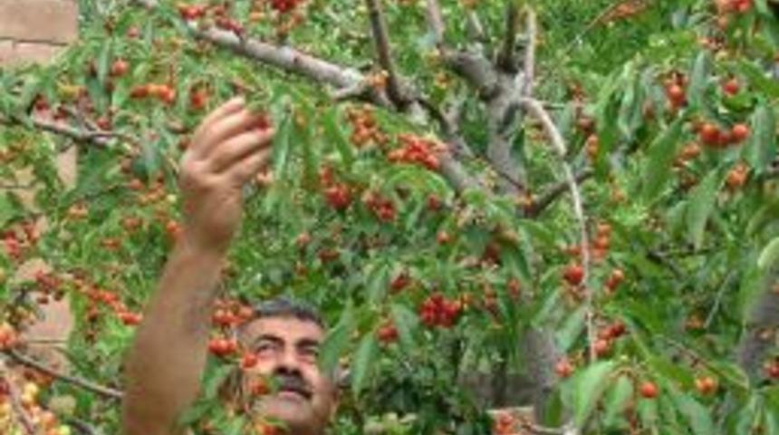 Ahlat Kiraz Hasat D&ouml;nemi Başladı