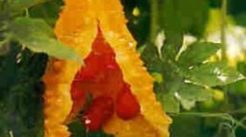 Bağışıklık Sistemi İ&ccedil;in Kudret Narı