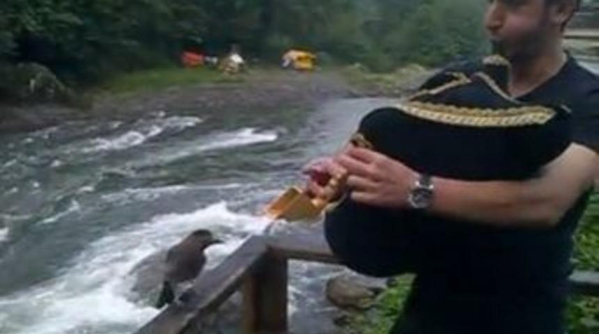 Bu Karga Başka Karga