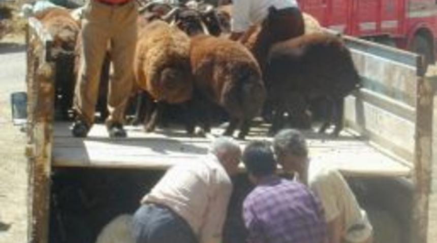 Son 6 Yıldır Trakya&rsquo;da Şap G&ouml;r&uuml;lmedi