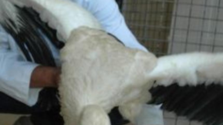 Elektrik Akımına Kapılan Leylek Tedavi Altına Alındı