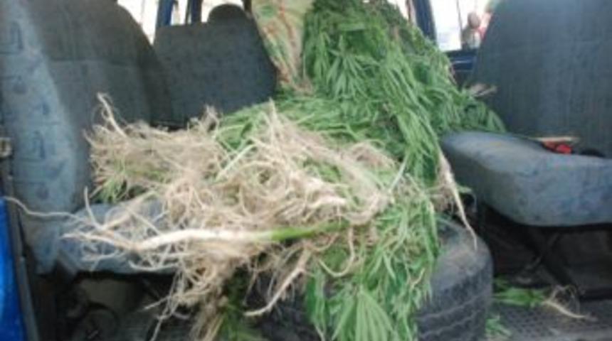 Alaplı’da Bin 100 Kök Hint Keneviri Ele Geçirildi