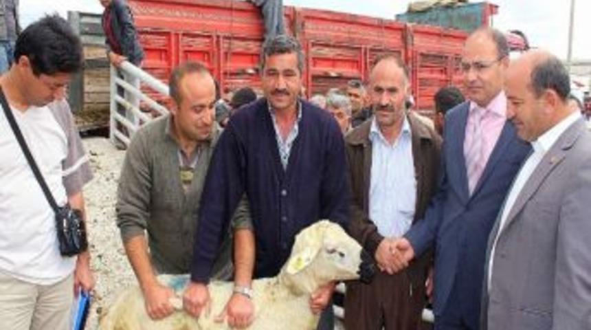 Ko&ccedil;lar Sahiplerine Kurayla Dağıtıldı