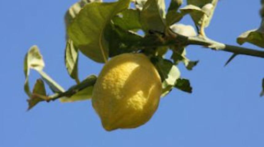 Nevşehir'de zam şampiyonu limon