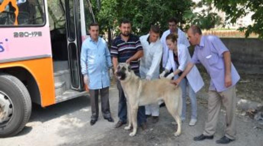 Akyurt Belediyesi'nden, Kedi Ve K&ouml;peklere Aşı Kampanyası
