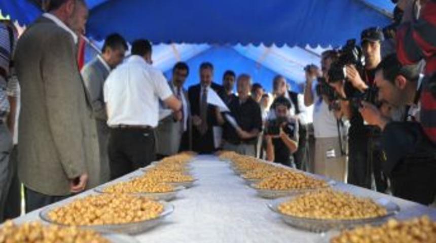 &Ccedil;orum'da Leblebiciler En G&uuml;zelini &Uuml;retmek I&ccedil;in Yarıştı