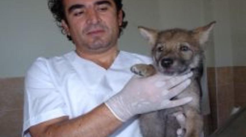 İninden Alınan Yavru Kurda Lokman Hekim Bakıyor