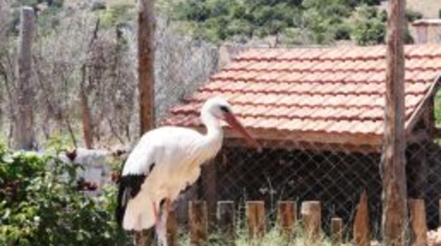 WHO, Kansere Dikkat &Ccedil;ekmek I&ccedil;in Kurulan Organik K&ouml;ye Destek Olacak