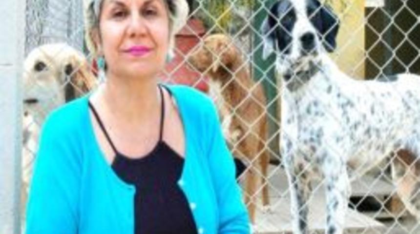 Yaralı Hayvanların Tedavisinde &lsquo;sigorta&rsquo; &Ouml;nerisi