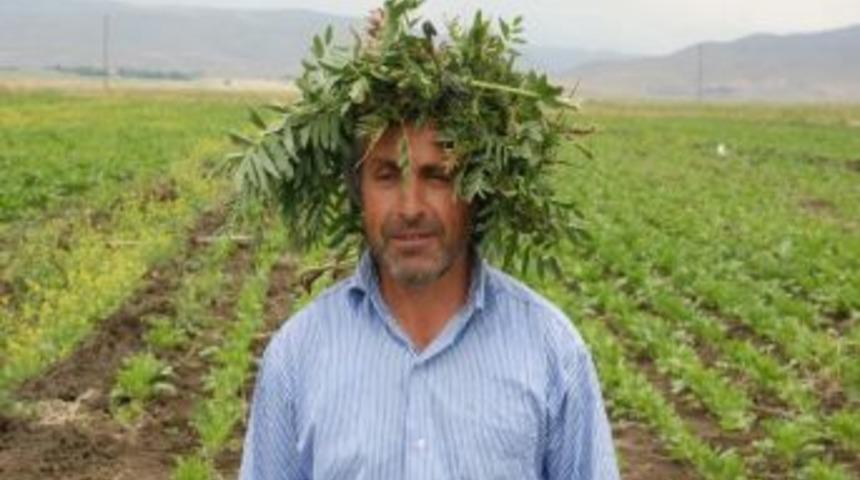 Sineğe Karşı Yapraklı Şapka
