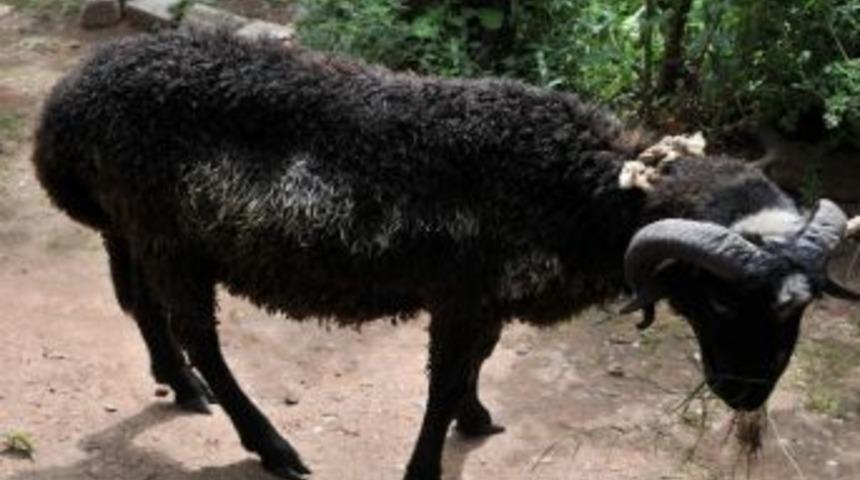 Duası Fazlasıyla Kabul Oldu