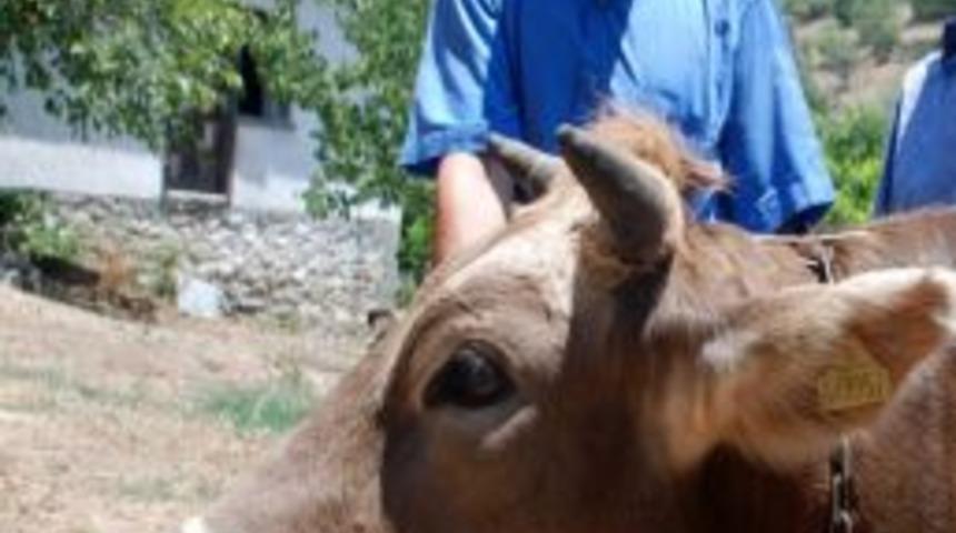 2b İnek Sattırıyor