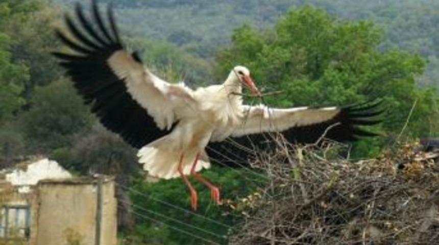 'Leylekler &Ouml;lmesin' Projesinin Fotoğraf Sergisi Kuşadası'nda A&ccedil;ıldı