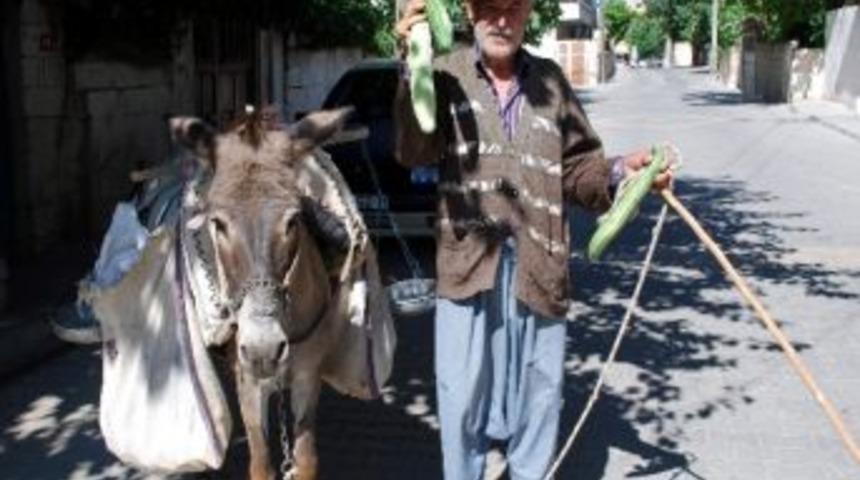 76 Yaşındaki H&uuml;seyin Dede, Eşek Sırtında Salatalık Satıyor
