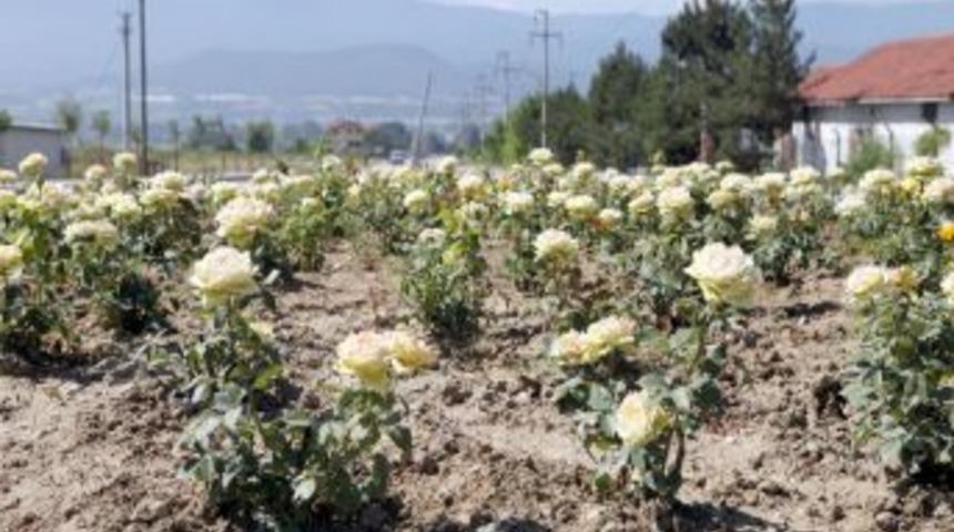 Bolu'da 10 Bin Adet G&uuml;l &Ccedil;i&ccedil;ek A&ccedil;tı