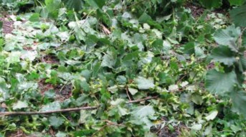 Yağmur Ve Fırtınadan Zarar G&ouml;ren Tarım &Uuml;reticilerine Hasar Tespit Uyarısı