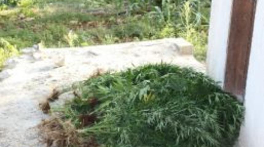 Narenciye Bah&ccedil;esinde 190 K&ouml;k Hint Keneviri Ele Ge&ccedil;irildi