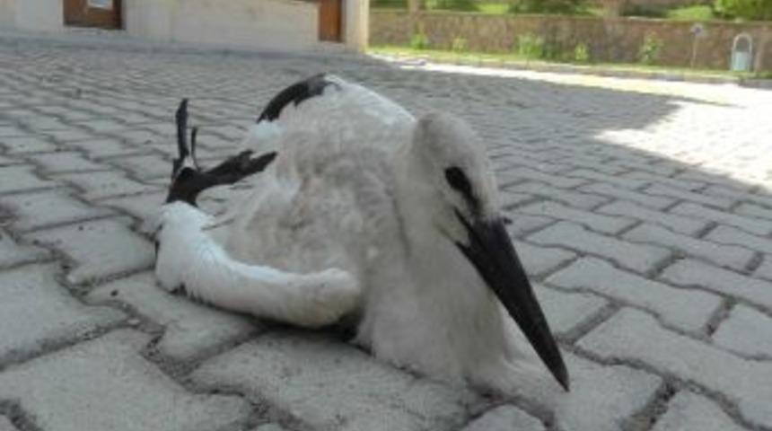 Yuvadan D&uuml;ş&uuml;p Ayağı Kırılan Leyleğe Esnaf Şefkati