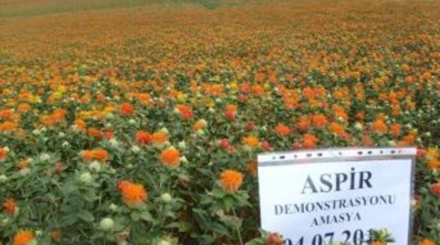 Nadas Alanlara Aspir Alternatifi