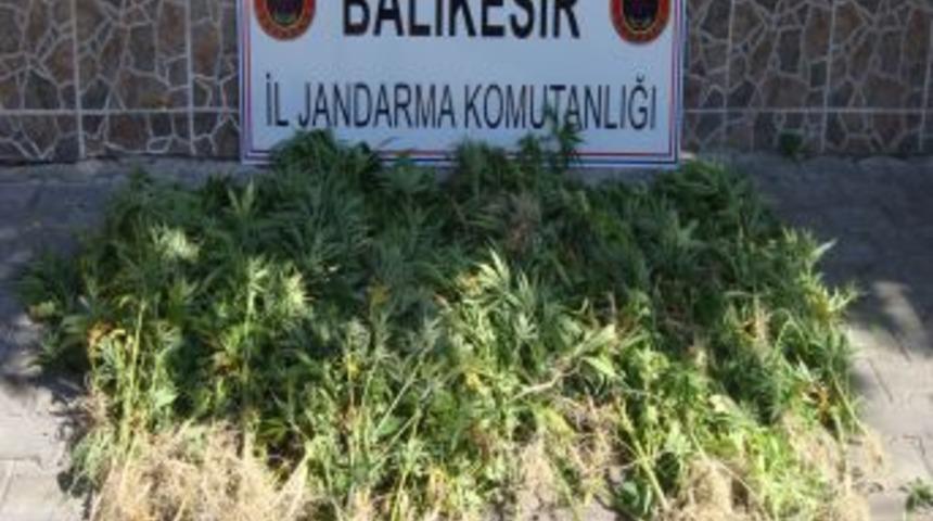 Sındırgı&rsquo;da Esrar Operasyonu