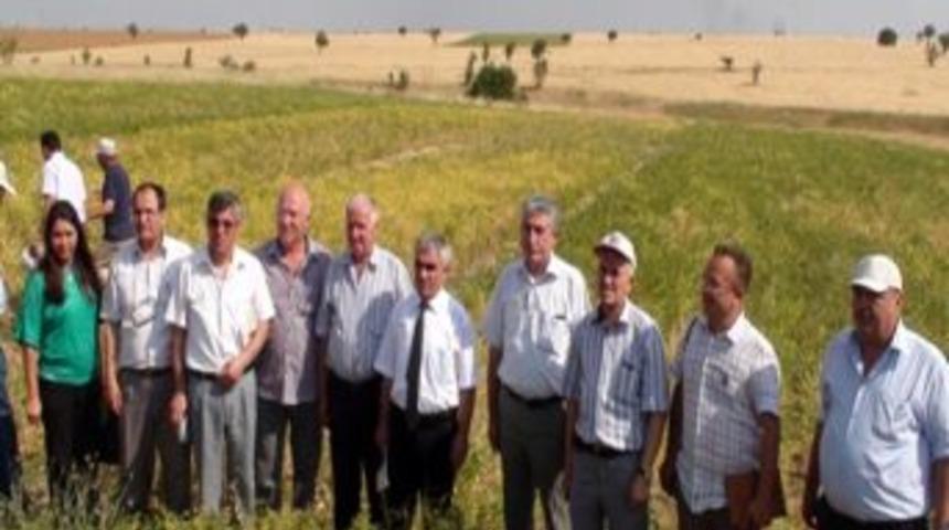 Gıda Tarım Ve Hayvancılık İl M&uuml;d&uuml;rl&uuml;ğ&uuml;&rsquo;nden Tarla G&uuml;n&uuml; Etkinliği