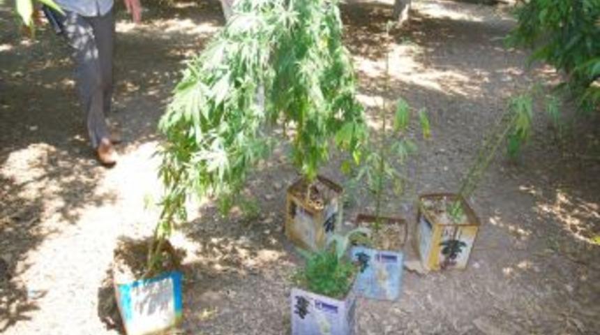 Portakal Ağacında Hint Keneviri Yetiştirmiş