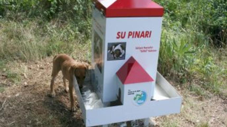 Sokak Hayvanları I&ccedil;in Otomatik Yem Ve Su Makinesi Kondu