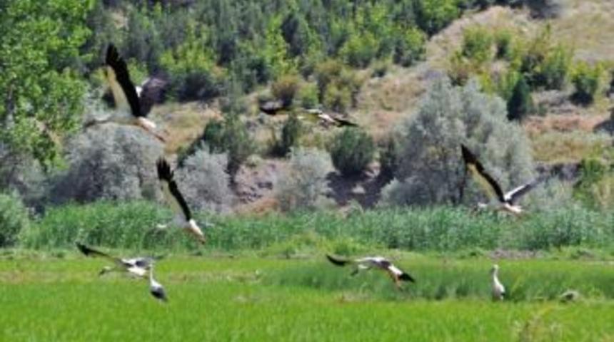 'kargı'nın G&ouml;&ccedil;menleri Projesi' Hayata Ge&ccedil;iriliyor