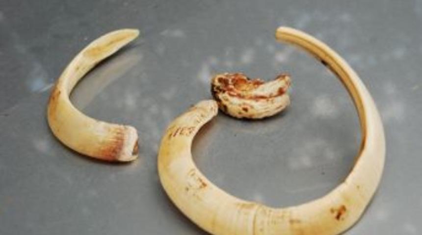 Trofe Uzunluğu 42-22 Cm Olan Yaban Domuzu Vuruldu