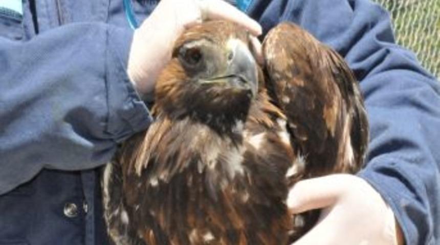 Bakıcılar Kavgaya Tutuşan Dev Kartalları Ayırmakta G&uuml;&ccedil;l&uuml;k &Ccedil;ekti