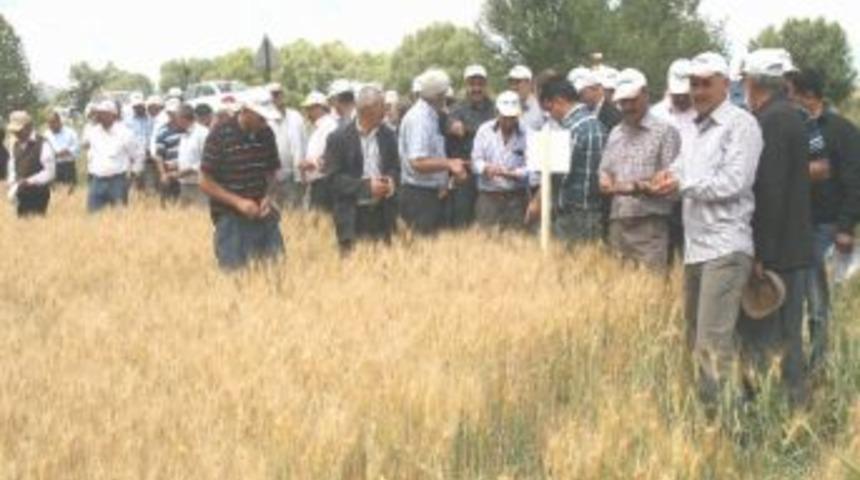 Yozgat&rsquo;ta &Ccedil;ift&ccedil;ilere Daha Verimli Buğday &Ccedil;eşitleri Tanıtıldı