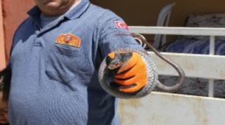 Adana'da 'yılan' Operasyonu