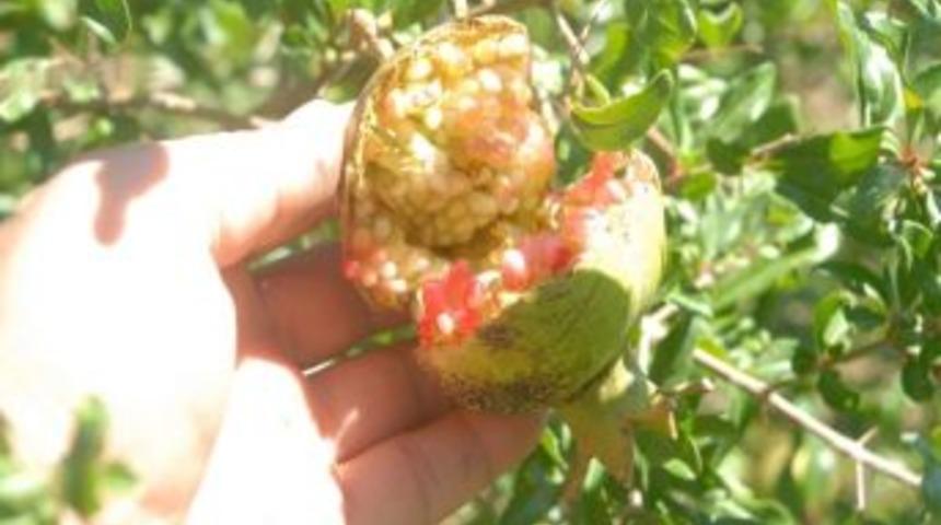 Siverek&rsquo;te Nar &Uuml;retimi G&uuml;nden G&uuml;ne Artıyor