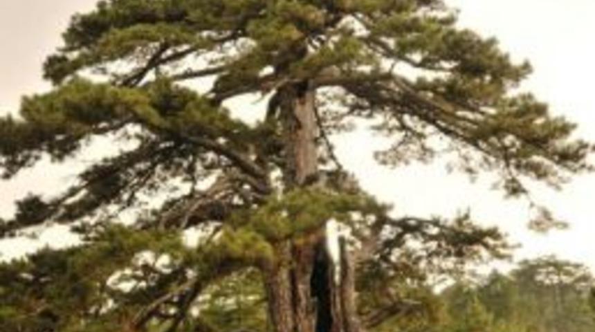 Bu Ağa&ccedil;lar 1300 Yaşında