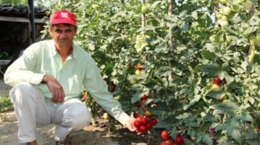 Doğal Domates Yetiştirdi