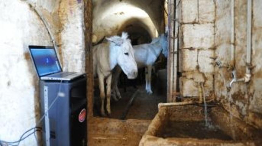 &Ccedil;&ouml;p&ccedil;&uuml; eşekler klasik m&uuml;zikle stres atıyor