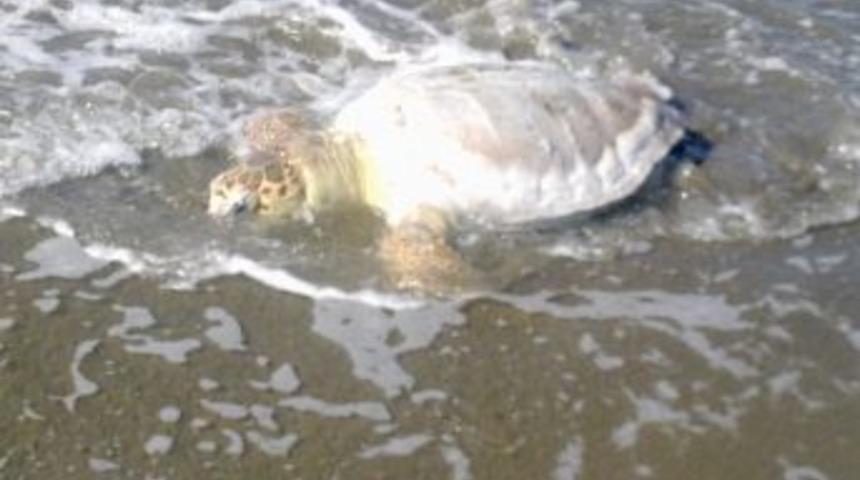 Caretta Ceratta &Ouml;l&uuml;s&uuml; Sahile Vurdu