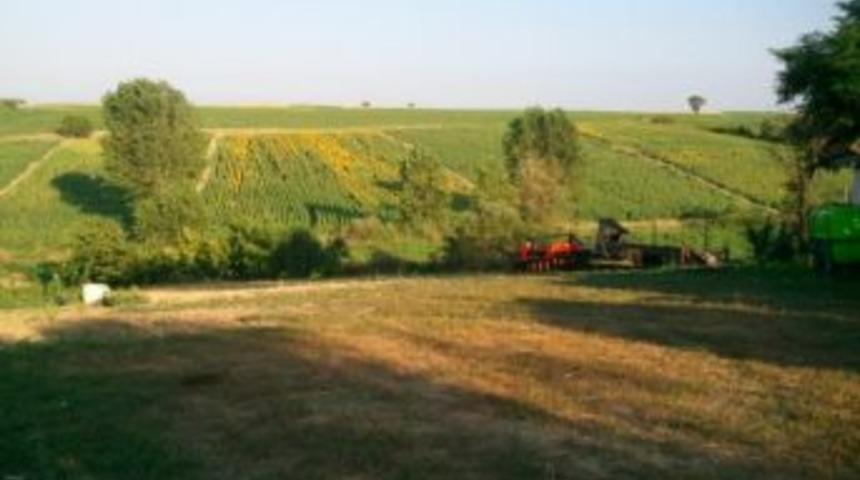 K&ouml;ye İnen Kurtlar 6 Koyunu Telef Etti