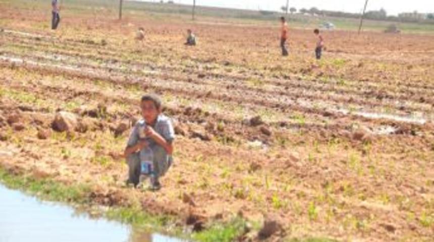 &Ccedil;ocukların Okulları Kapandı Ama Tarlalarda İş&ccedil;ilik Ser&uuml;venleri Başladı