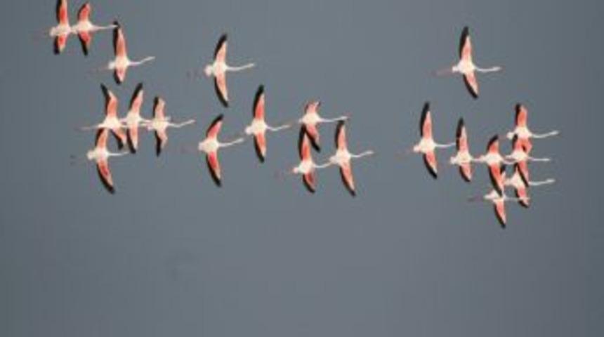 T&uuml;rk Yıldızı Flamingolar