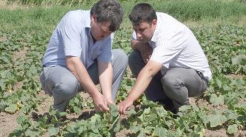 Sındırgı&rsquo;da Salatalık Tarlalarında '&ccedil;i&ccedil;ek Tripsi' Hastalığı Ortaya &Ccedil;ıktı