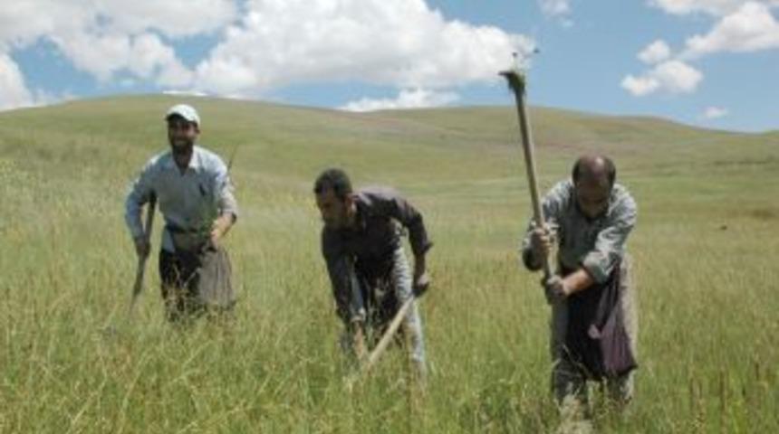 Diyarbakır'dan Gelip Muş'ta Orkide Topluyorlar