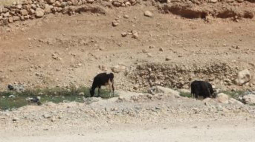 Mardin Kanalizasyonu K&ouml;y&uuml;n İ&ccedil;inde Ge&ccedil;iyor